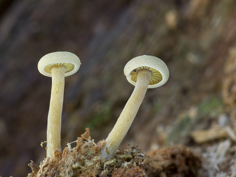 Callistosporium pinicola